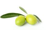 rohstoffe-olive